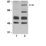 Merck Anti-acetyl-p53 Antibody (Lys373, Lys382)