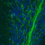 Merck Monoclonal Anti-MOG antibody produced in mouse