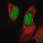 Merck Anti-PRRX1 antibody produced in rabbit
