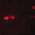 Merck Anti-Nanog antibody, Mouse monoclonal