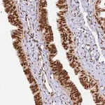 Merck Anti-HNRNPA1 antibody produced in rabbit