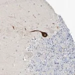 Merck Anti-RASA2 antibody produced in rabbit