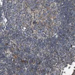 Merck Anti-BTN3A1 antibody produced in rabbit
