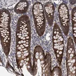 Merck Anti-TRAF7 antibody produced in rabbit