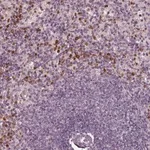 Merck Anti-CHIT1 antibody produced in rabbit