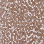 Merck Anti-G6PC antibody produced in rabbit