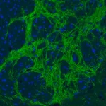 Merck Monoclonal Anti-VGAT antibody produced in mouse