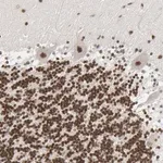 Merck Anti-CUX1 antibody produced in rabbit