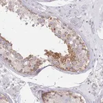 Merck Anti-MAP1S antibody produced in rabbit