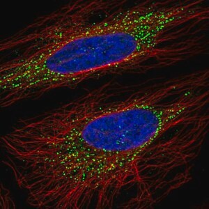 Merck Anti-OSBPL5 antibody produced in rabbit