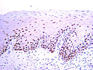 Merck Anti-PCNA Antibody, clone PC10