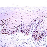 Merck Anti-PCNA Antibody, clone PC10