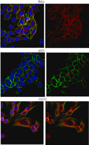Merck Anti-EEA1 Antibody