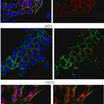 Merck Anti-EEA1 Antibody