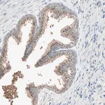Merck Anti-SEC16A antibody produced in rabbit