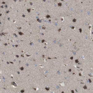 Merck Anti-KANK2 antibody produced in rabbit