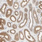 Merck Anti-TNFRSF12A antibody produced in rabbit