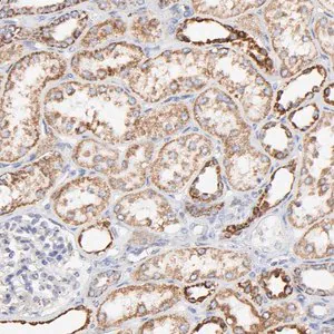 Merck Anti-COX4I1 antibody produced in rabbit
