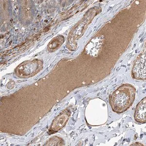 Merck Anti-MASP2 antibody produced in rabbit