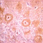 Merck Anti-PDGFR Antibody, clone CH-3
