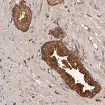Merck Anti-CFB antibody produced in rabbit