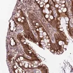 Merck Anti-ITGB6 antibody produced in rabbit