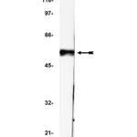 Merck Anti-p53 Antibody, clone BP53-12