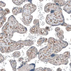 Merck Anti-COL1A1 antibody produced in rabbit