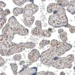 Merck Anti-COL1A1 antibody produced in rabbit