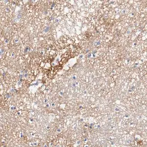 Merck Anti-TNC antibody produced in rabbit