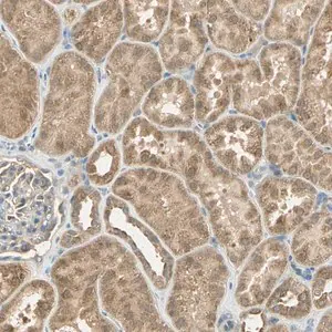 Merck Anti-BIRC2 antibody produced in rabbit