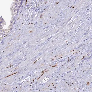 Merck Anti-NPY antibody produced in rabbit