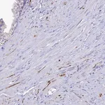 Merck Anti-NPY antibody produced in rabbit