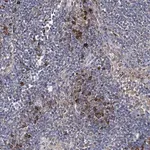 Merck Anti-IL1RAP antibody produced in rabbit
