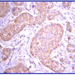 Merck Anti-JAK2 Antibody, clone 8E10.2
