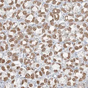 Merck Anti-PILRB antibody produced in rabbit