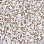 Merck Anti-PILRB antibody produced in rabbit