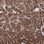 Merck Anti-CYP11B1 antibody produced in rabbit