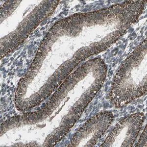 Merck Anti-EIF2AK1 antibody produced in rabbit