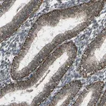 Merck Anti-EIF2AK1 antibody produced in rabbit