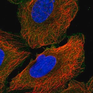 Merck Anti-ANK3 antibody produced in rabbit