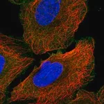 Merck Anti-ANK3 antibody produced in rabbit