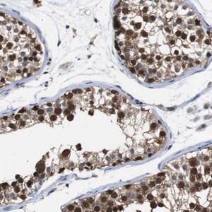 Merck Anti-UBXN1 antibody produced in rabbit