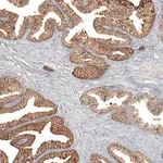 Merck Anti-F8A1 antibody produced in rabbit