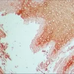 Merck Anti-Fibroblast Growth Factor Receptor-1 antibody produced in rabbit