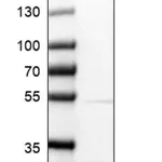 Merck Anti-RIT1 antibody produced in rabbit
