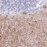 Merck Anti-GNG13 antibody produced in rabbit
