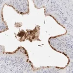 Merck Anti-MUC15 antibody produced in rabbit