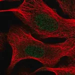 Merck Anti-TIA1 antibody produced in rabbit