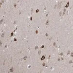 Merck Anti-MLLT1 antibody produced in rabbit